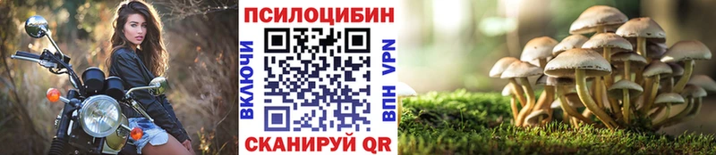 нарко площадка какой сайт  Шахунья  Псилоцибиновые грибы Psilocybe  MEGA вход 